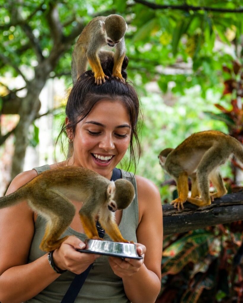 Monkeyland Adventure 5